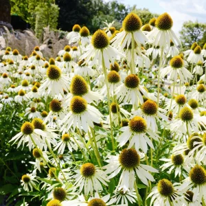 PowWow White Echinacea Seeds - Pure White Coneflower Seeds - Hardy Perennial - 20 Seeds - Image 6