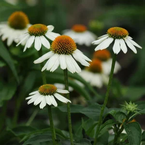 PowWow White Echinacea Seeds - Pure White Coneflower Seeds - Hardy Perennial - 20 Seeds - Image 7