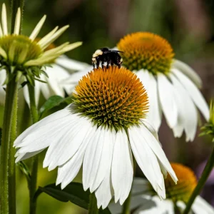 PowWow White Echinacea Seeds - Pure White Coneflower Seeds - Hardy Perennial - 20 Seeds - Image 8