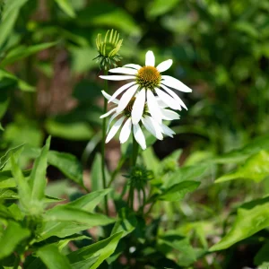 PowWow White Echinacea Seeds - Pure White Coneflower Seeds - Hardy Perennial - 20 Seeds - Image 9