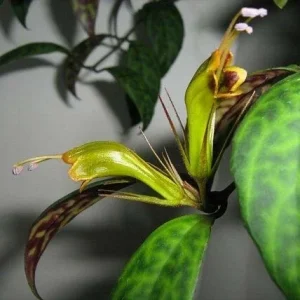- Image 1