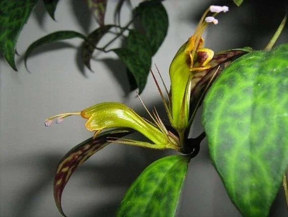 - Image 1