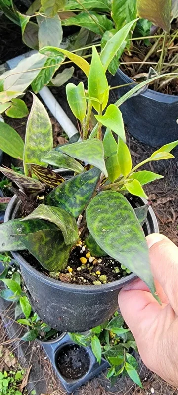 - Image 2