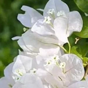 - Image 2