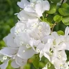- Image 1