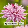 Purple Bedazzled Dahlia Flower Seeds - 40 Seeds Perennial Mix - Pollinator Friendly - Image 1