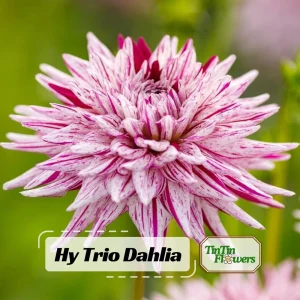 Purple Bedazzled Dahlia Flower Seeds - 40 Seeds Perennial Mix - Pollinator Friendly - Image 1