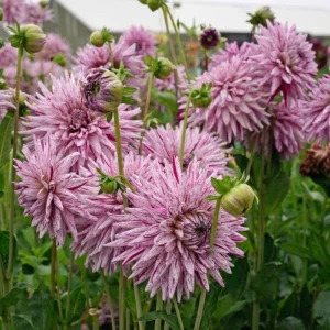 Purple Bedazzled Dahlia Flower Seeds - 40 Seeds Perennial Mix - Pollinator Friendly - Image 10