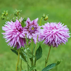 Purple Bedazzled Dahlia Flower Seeds - 40 Seeds Perennial Mix - Pollinator Friendly - Image 11