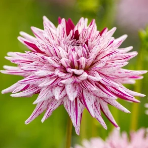 Purple Bedazzled Dahlia Flower Seeds - 40 Seeds Perennial Mix - Pollinator Friendly - Image 12