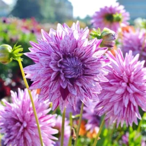 Purple Bedazzled Dahlia Flower Seeds - 40 Seeds Perennial Mix - Pollinator Friendly - Image 13