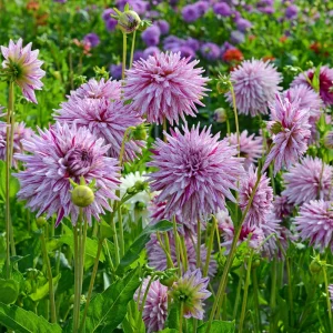 Purple Bedazzled Dahlia Flower Seeds - 40 Seeds Perennial Mix - Pollinator Friendly - Image 14
