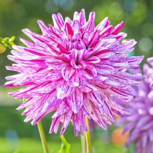 Purple Bedazzled Dahlia Flower Seeds - 40 Seeds Perennial Mix - Pollinator Friendly - Image 15