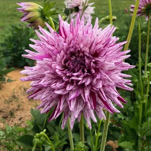 Purple Bedazzled Dahlia Flower Seeds - 40 Seeds Perennial Mix - Pollinator Friendly - Image 16