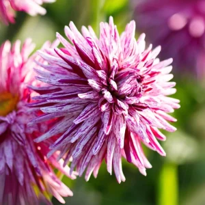 Purple Bedazzled Dahlia Flower Seeds - 40 Seeds Perennial Mix - Pollinator Friendly - Image 17