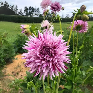 Purple Bedazzled Dahlia Flower Seeds - 40 Seeds Perennial Mix - Pollinator Friendly - Image 18