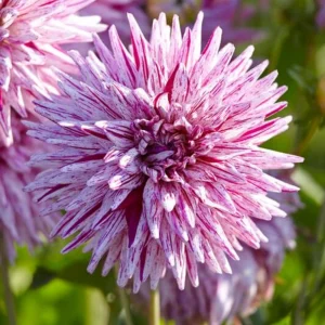 Purple Bedazzled Dahlia Flower Seeds - 40 Seeds Perennial Mix - Pollinator Friendly - Image 3