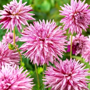 Purple Bedazzled Dahlia Flower Seeds - 40 Seeds Perennial Mix - Pollinator Friendly - Image 8