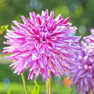 Purple Bedazzled Dahlia Flower Seeds - 40 Seeds Perennial Mix - Pollinator Friendly - Image 9