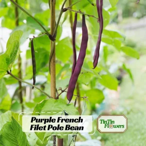 Purple French Filet Pole Bean Seeds - Heirloom Variety - 20 Seeds - High Yield Climbing Beans - Image 1