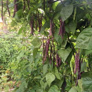 Purple French Filet Pole Bean Seeds - Heirloom Variety - 20 Seeds - High Yield Climbing Beans - Image 10