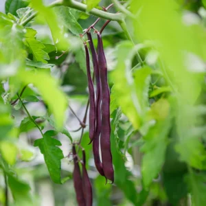Purple French Filet Pole Bean Seeds - Heirloom Variety - 20 Seeds - High Yield Climbing Beans - Image 11