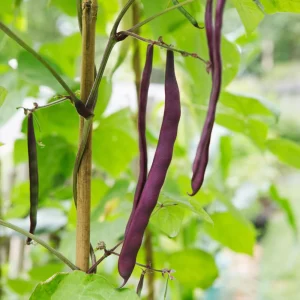 Purple French Filet Pole Bean Seeds - Heirloom Variety - 20 Seeds - High Yield Climbing Beans - Image 12