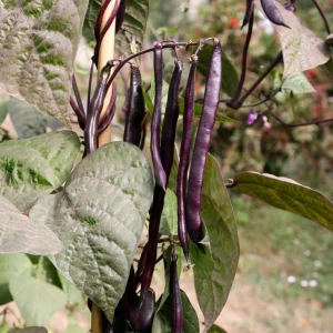 Purple French Filet Pole Bean Seeds - Heirloom Variety - 20 Seeds - High Yield Climbing Beans - Image 13
