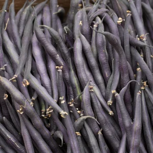 Purple French Filet Pole Bean Seeds - Heirloom Variety - 20 Seeds - High Yield Climbing Beans - Image 14