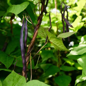 Purple French Filet Pole Bean Seeds - Heirloom Variety - 20 Seeds - High Yield Climbing Beans - Image 15