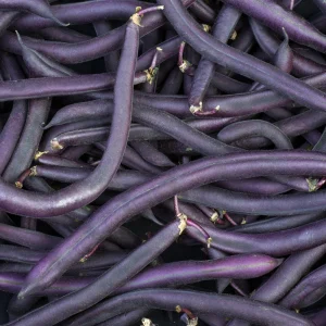 Purple French Filet Pole Bean Seeds - Heirloom Variety - 20 Seeds - High Yield Climbing Beans - Image 3