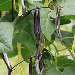 Purple French Filet Pole Bean Seeds - Heirloom Variety - 20 Seeds - High Yield Climbing Beans - Image 5