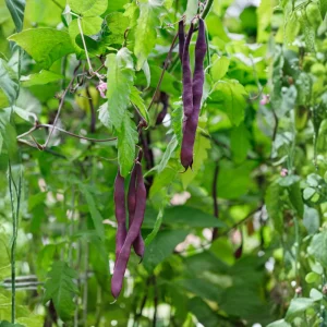 Purple French Filet Pole Bean Seeds - Heirloom Variety - 20 Seeds - High Yield Climbing Beans - Image 6