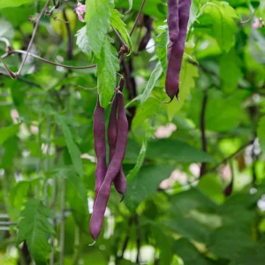 Purple French Filet Pole Bean Seeds - Heirloom Variety - 20 Seeds - High Yield Climbing Beans - Image 7