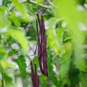 Purple French Filet Pole Bean Seeds - Heirloom Variety - 20 Seeds - High Yield Climbing Beans - Image 8