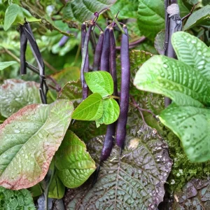 Purple French Filet Pole Bean Seeds - Heirloom Variety - 20 Seeds - High Yield Climbing Beans - Image 9