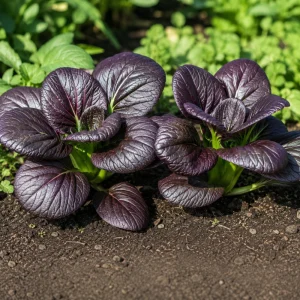 Purple Gem Hybrid Pak Choi Seeds - Brassica rapa - Purple Bok Choy - 20 Seeds - Image 10