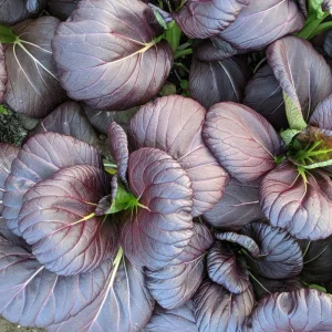 Purple Gem Hybrid Pak Choi Seeds - Brassica rapa - Purple Bok Choy - 20 Seeds - Image 2