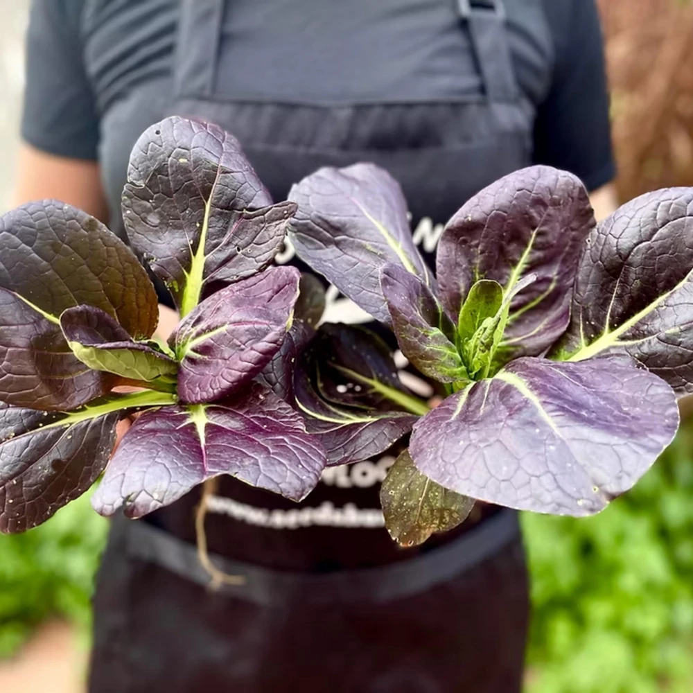 Purple Gem Hybrid Pak Choi Seeds - Brassica rapa - Purple Bok Choy - 20 Seeds - Image 3