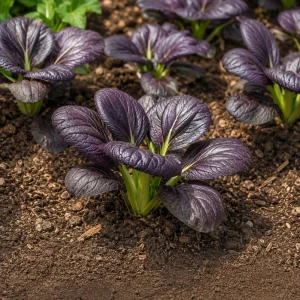 Purple Gem Hybrid Pak Choi Seeds - Brassica rapa - Purple Bok Choy - 20 Seeds - Image 4
