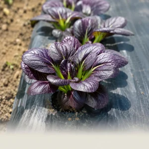 Purple Gem Hybrid Pak Choi Seeds - Brassica rapa - Purple Bok Choy - 20 Seeds - Image 5