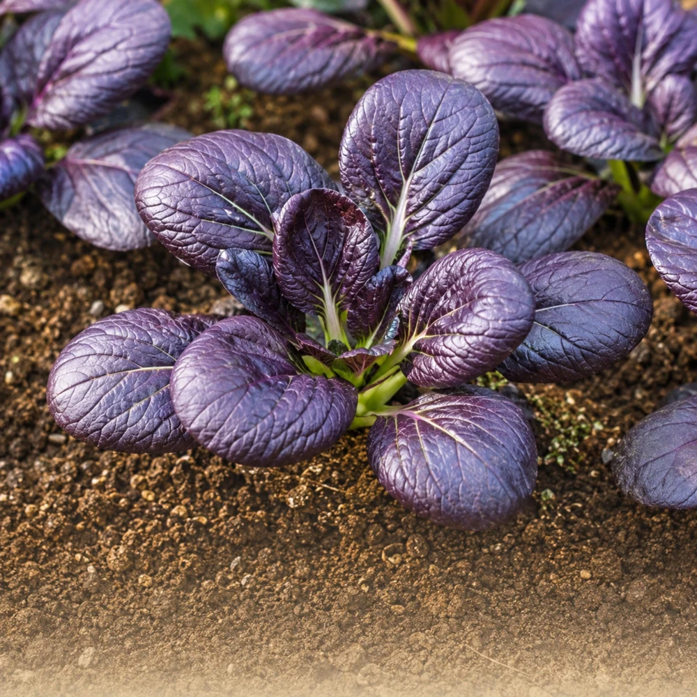 Purple Gem Hybrid Pak Choi Seeds - Brassica rapa - Purple Bok Choy - 20 Seeds - Image 6