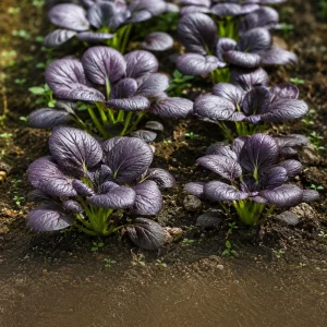 Purple Gem Hybrid Pak Choi Seeds - Brassica rapa - Purple Bok Choy - 20 Seeds - Image 7