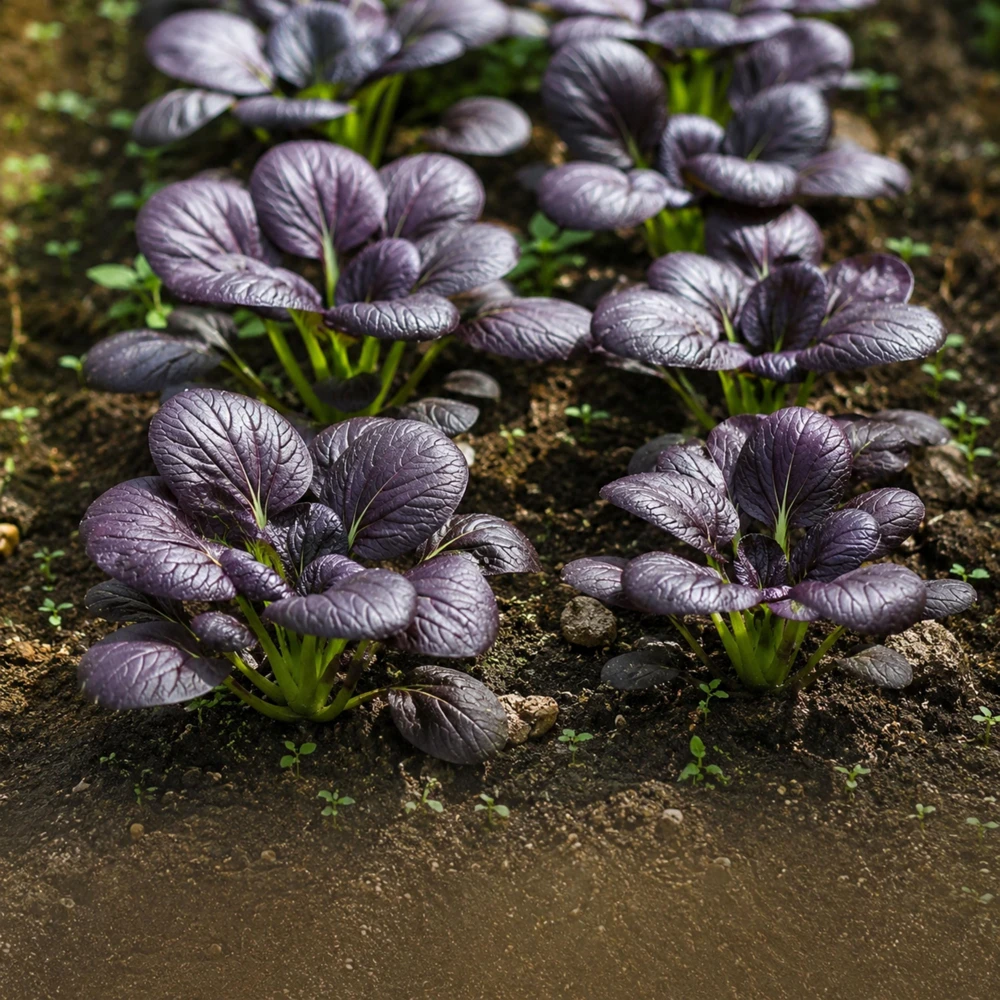 Purple Gem Hybrid Pak Choi Seeds - Brassica rapa - Purple Bok Choy - 20 Seeds - Image 7
