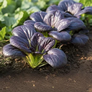 Purple Gem Hybrid Pak Choi Seeds - Brassica rapa - Purple Bok Choy - 20 Seeds - Image 8