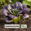 Purple Gem Hybrid Pak Choi Seeds - Brassica rapa - Purple Bok Choy - 20 Seeds - Image 1