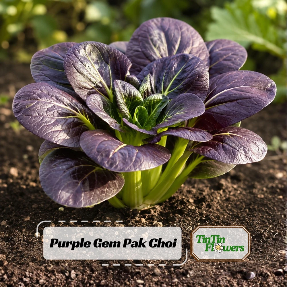 Purple Gem Hybrid Pak Choi Seeds - Brassica rapa - Purple Bok Choy - 20 Seeds - Image 1