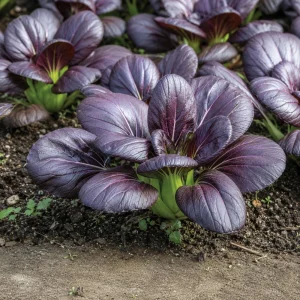 Purple Gem Hybrid Pak Choi Seeds - Brassica rapa - Purple Bok Choy - 20 Seeds - Image 9