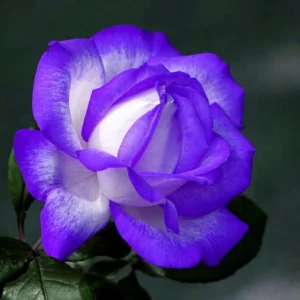 Purple Haze Rose Seeds - 30+ Perennial Flower Seeds for Garden - Image 10
