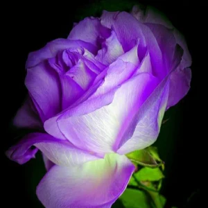Purple Haze Rose Seeds - 30+ Perennial Flower Seeds for Garden - Image 11